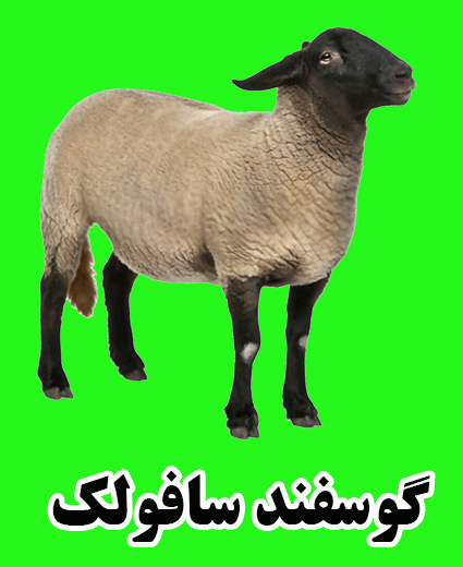 گوسفند سافولک