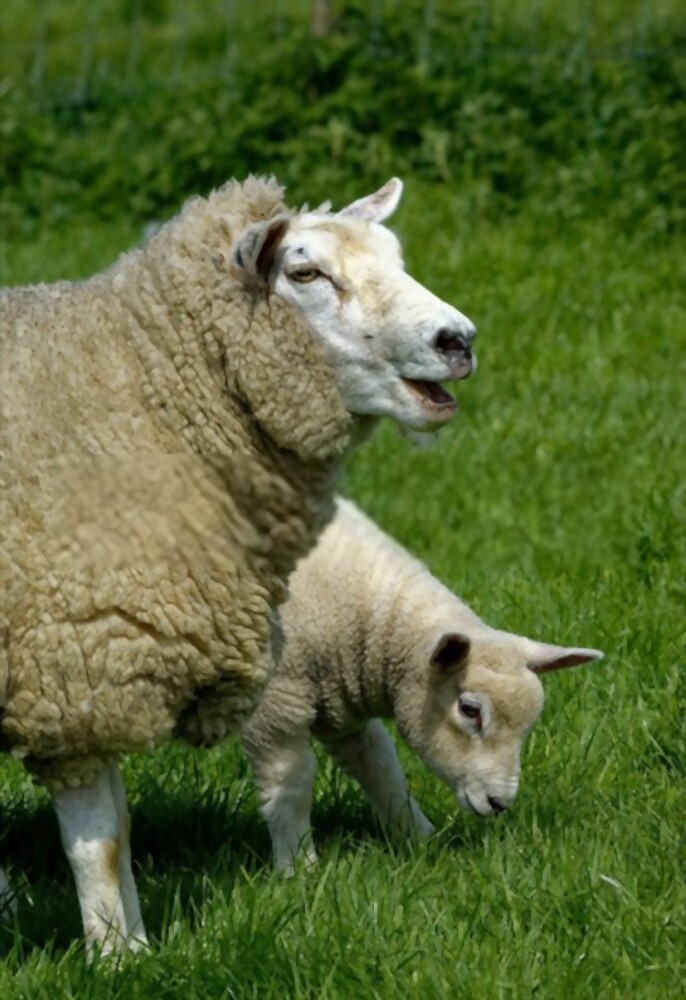 عکس گوسفند