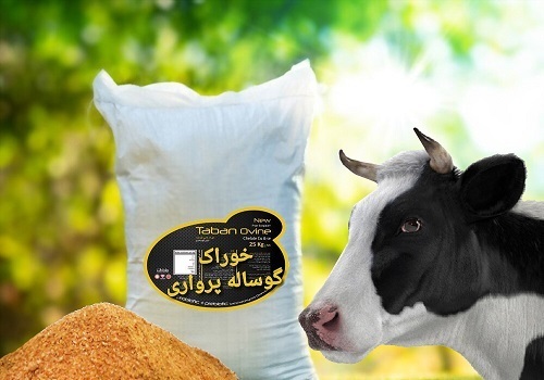گوساله پرواری