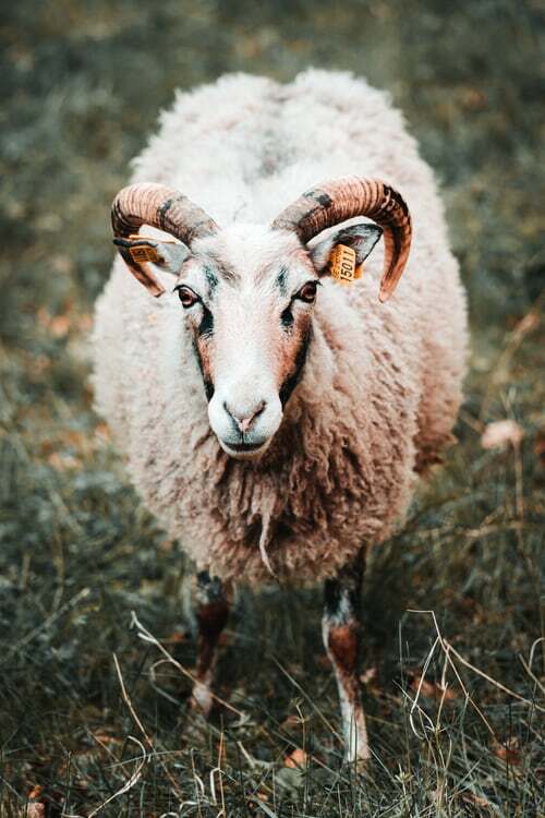  والپیپر گوسفند