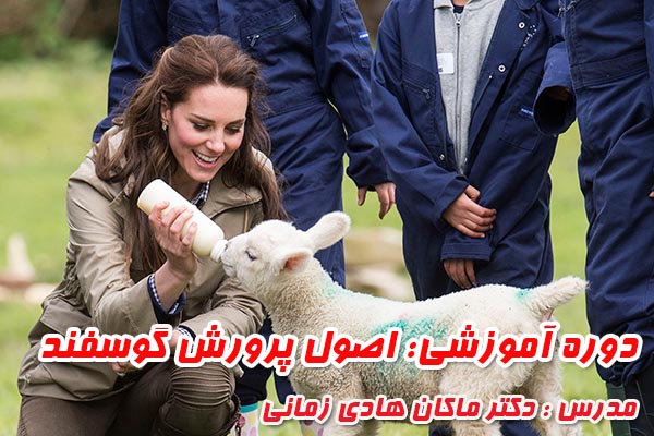 اصول پرورش گوسفند